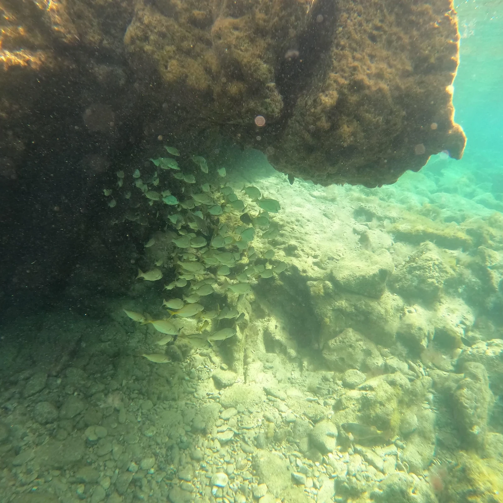 Explore Las Canteras beneath the surface with an instructor