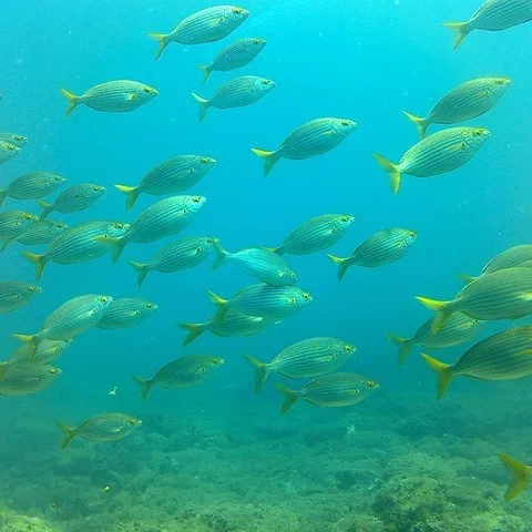 Explore Gran Canaria’s underwater environment in a group