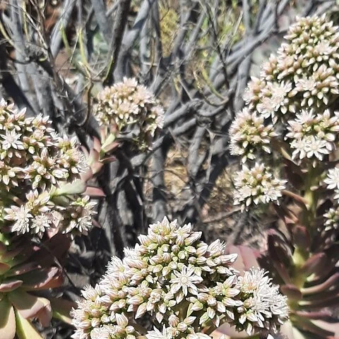 Barranco de las Vacas, Höhlen und Dorfleben