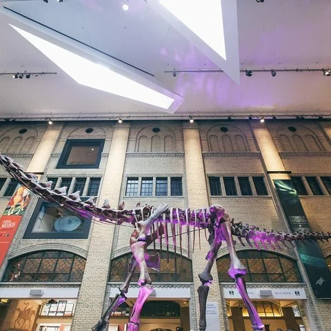 Dinosaurs, art and cultures at the Royal Ontario Museum