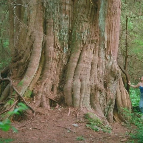 Découvrez à pied la forêt ancienne de Stanley Park