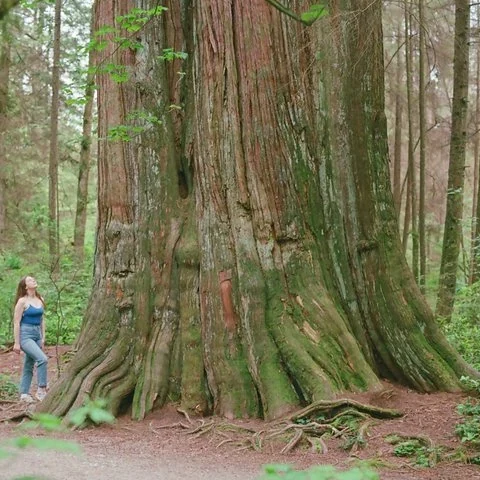 Découvrez à pied la forêt ancienne de Stanley Park