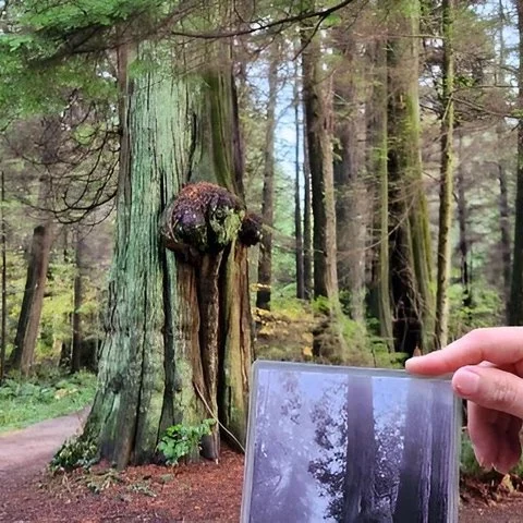 Découvrez à pied la forêt ancienne de Stanley Park