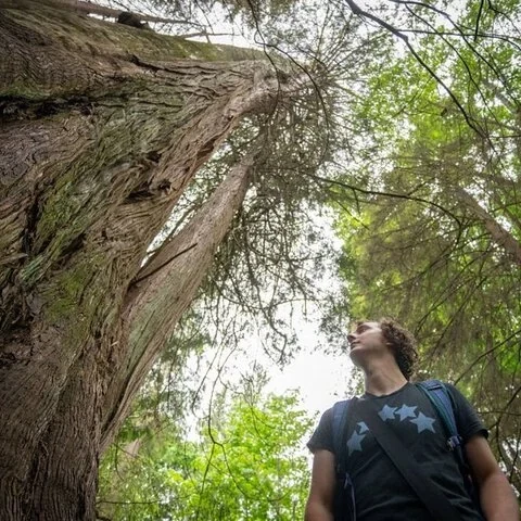 Découvrez à pied la forêt ancienne de Stanley Park