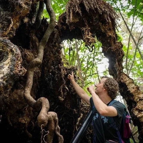 Découvrez à pied la forêt ancienne de Stanley Park