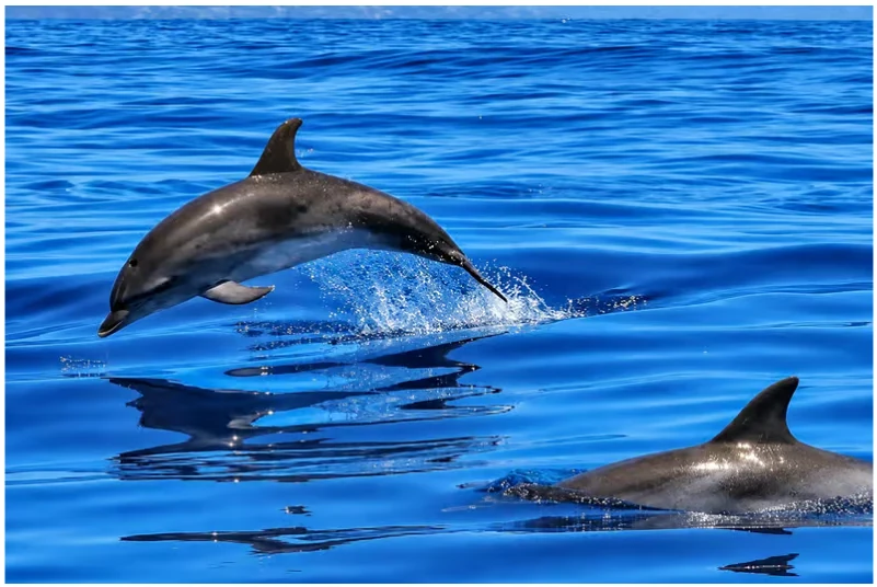 Benalmádena catamaran trip with dolphins