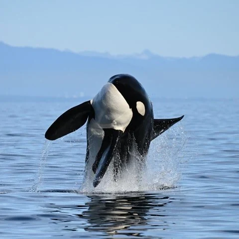 Baleines à Vancouver avec photos incluses | TourBookGo