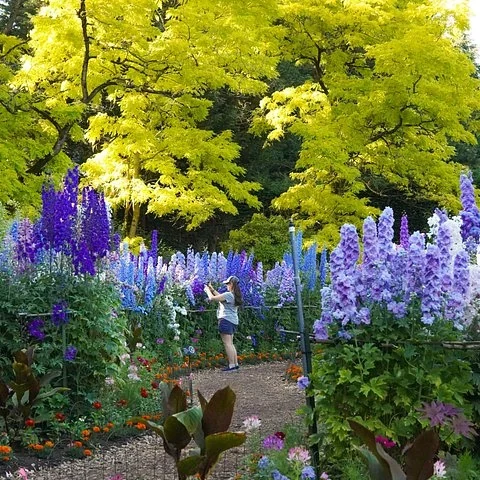 Pflanzen, Kunst und Heckenirrgarten im VanDusen