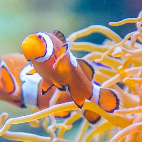 Billet Aquarium de Vancouver à Stanley Park | TourBookGo