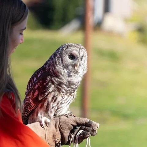 Fahre auf die Grouse Mountain und gestalte deinen Besuch