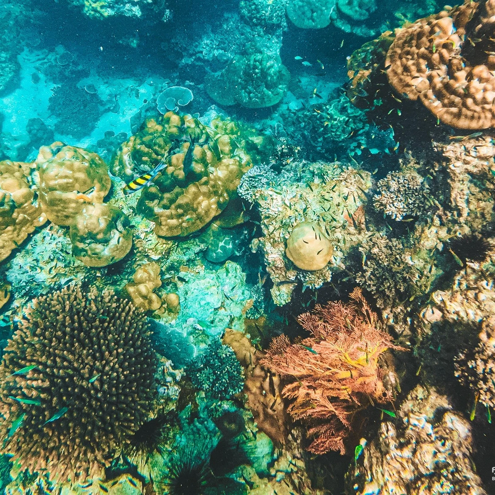 De Phuket à Phi Phi : îles, snorkeling et déjeuner