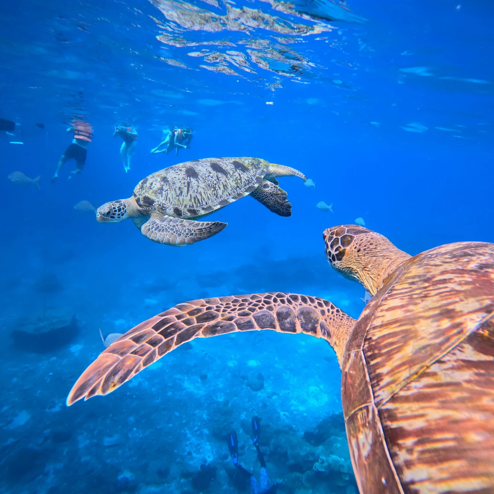 Îles Similan depuis Phuket ou Khao Lak : excursion et snorkeling