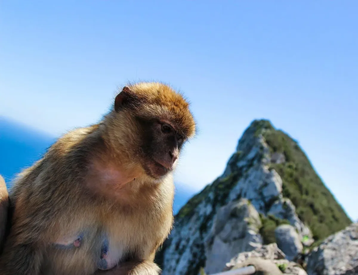 Excursion à Gibraltar depuis Malaga avec guide et temps libre
