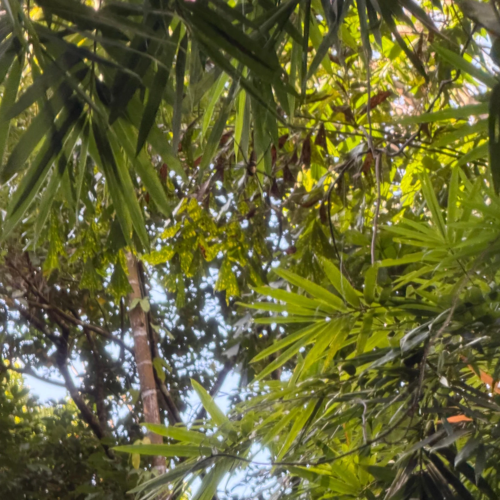 From Phuket, a day of bamboo rafting with an optional ATV ride