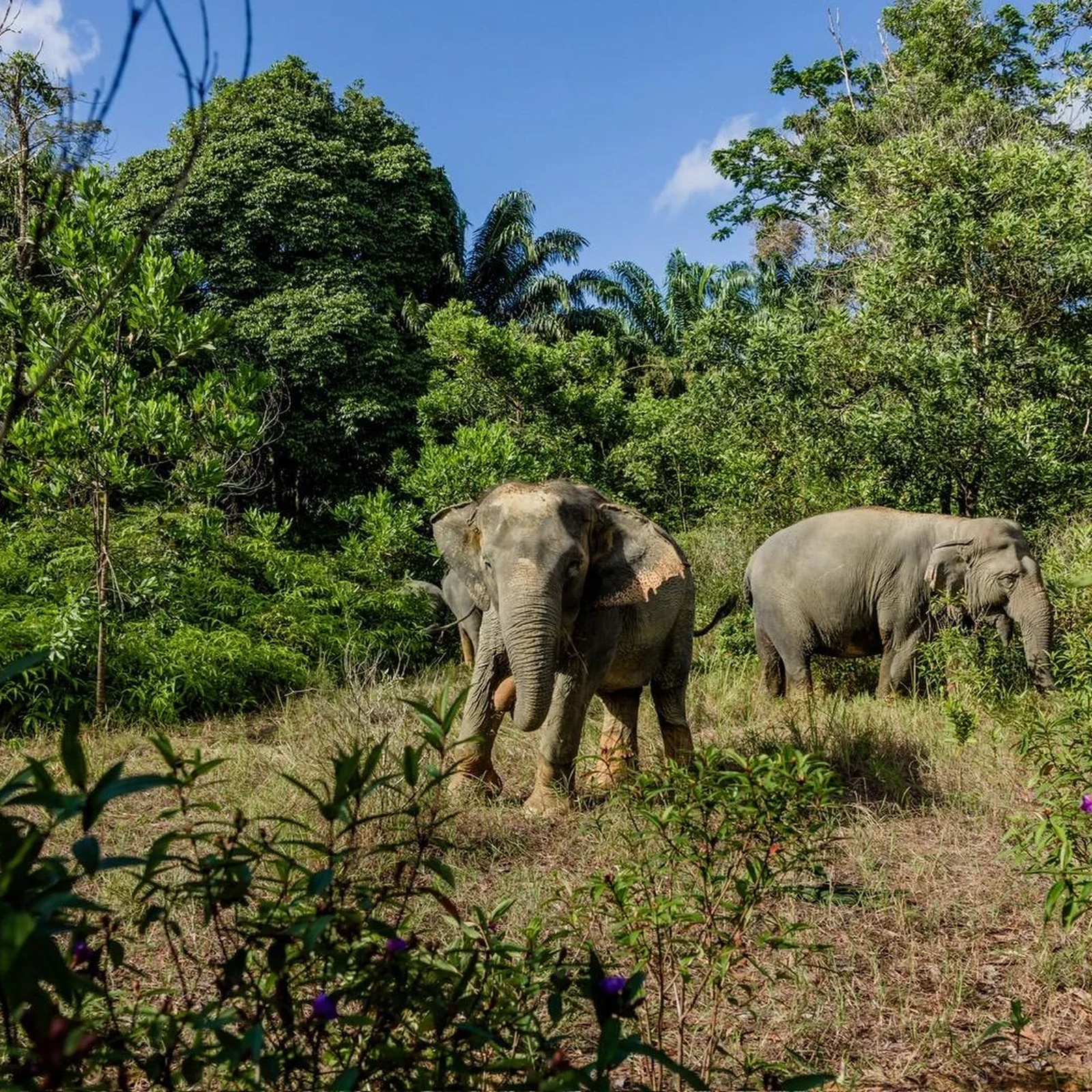 Du radeau de bambou aux éléphants, au départ de Phuket