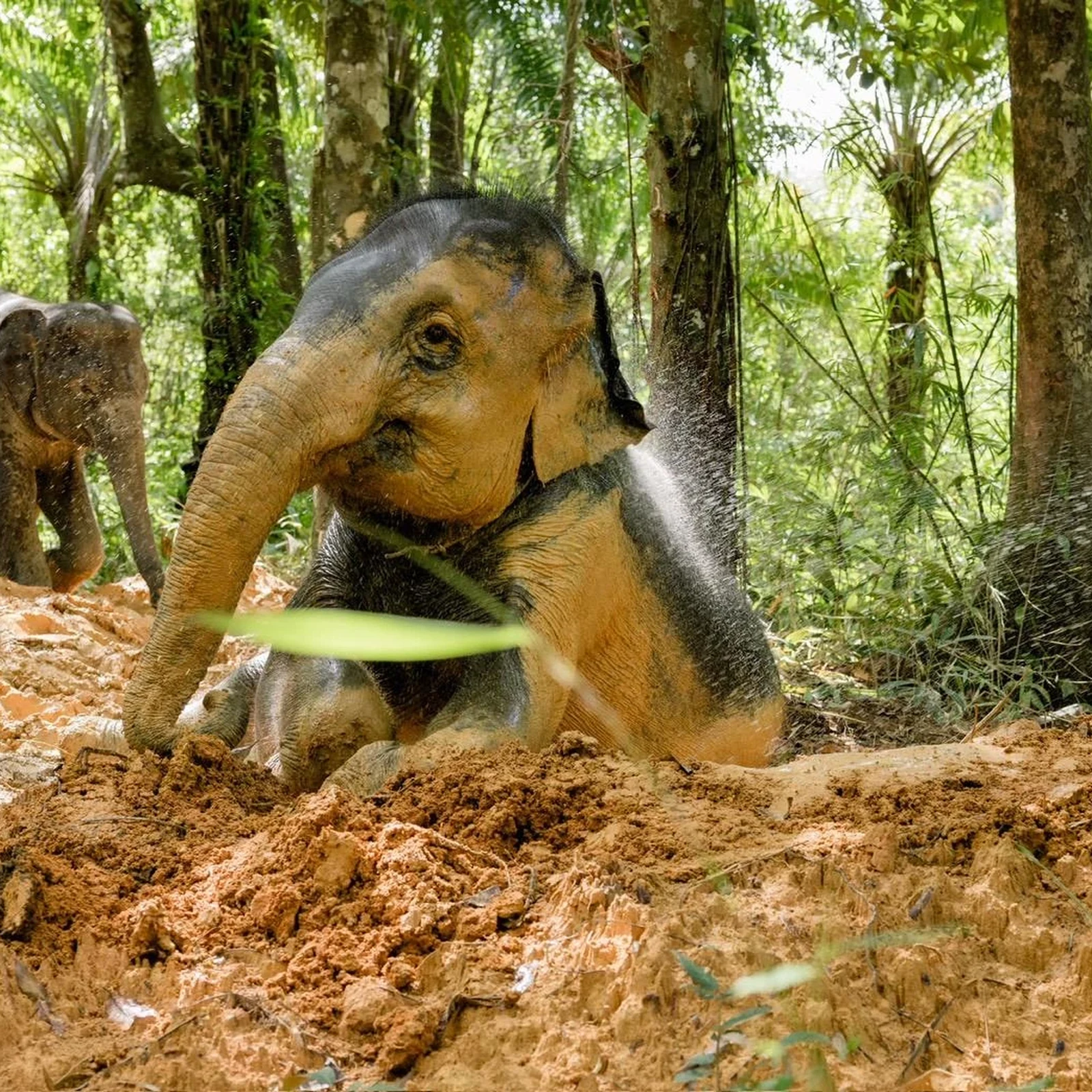 Du radeau de bambou aux éléphants, au départ de Phuket