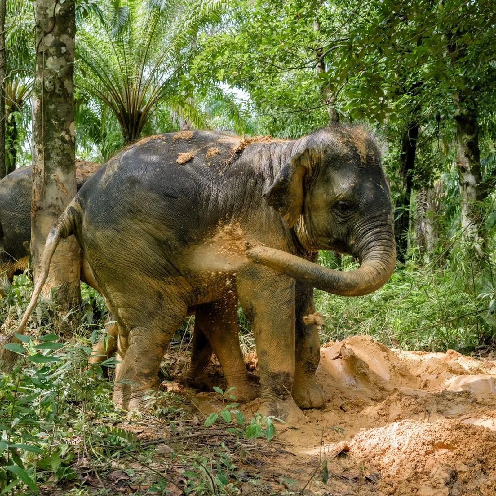 Du radeau de bambou aux éléphants, au départ de Phuket