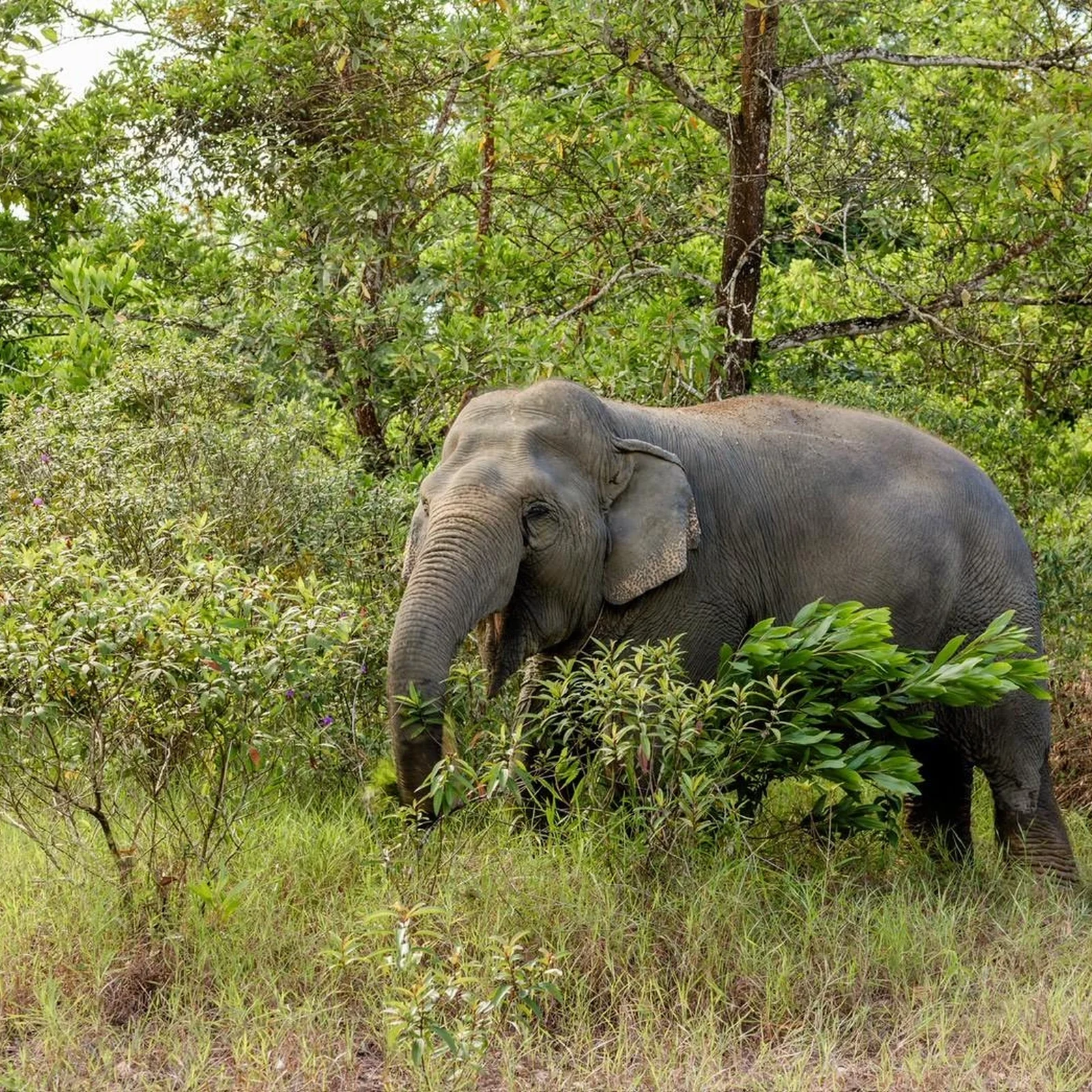 Du radeau de bambou aux éléphants, au départ de Phuket