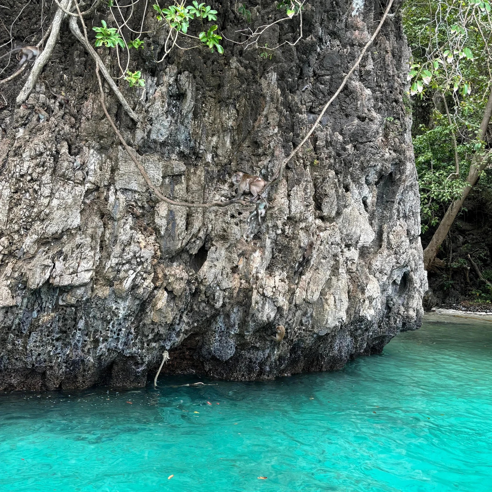 Explore Phi Phi by private longtail from Phuket