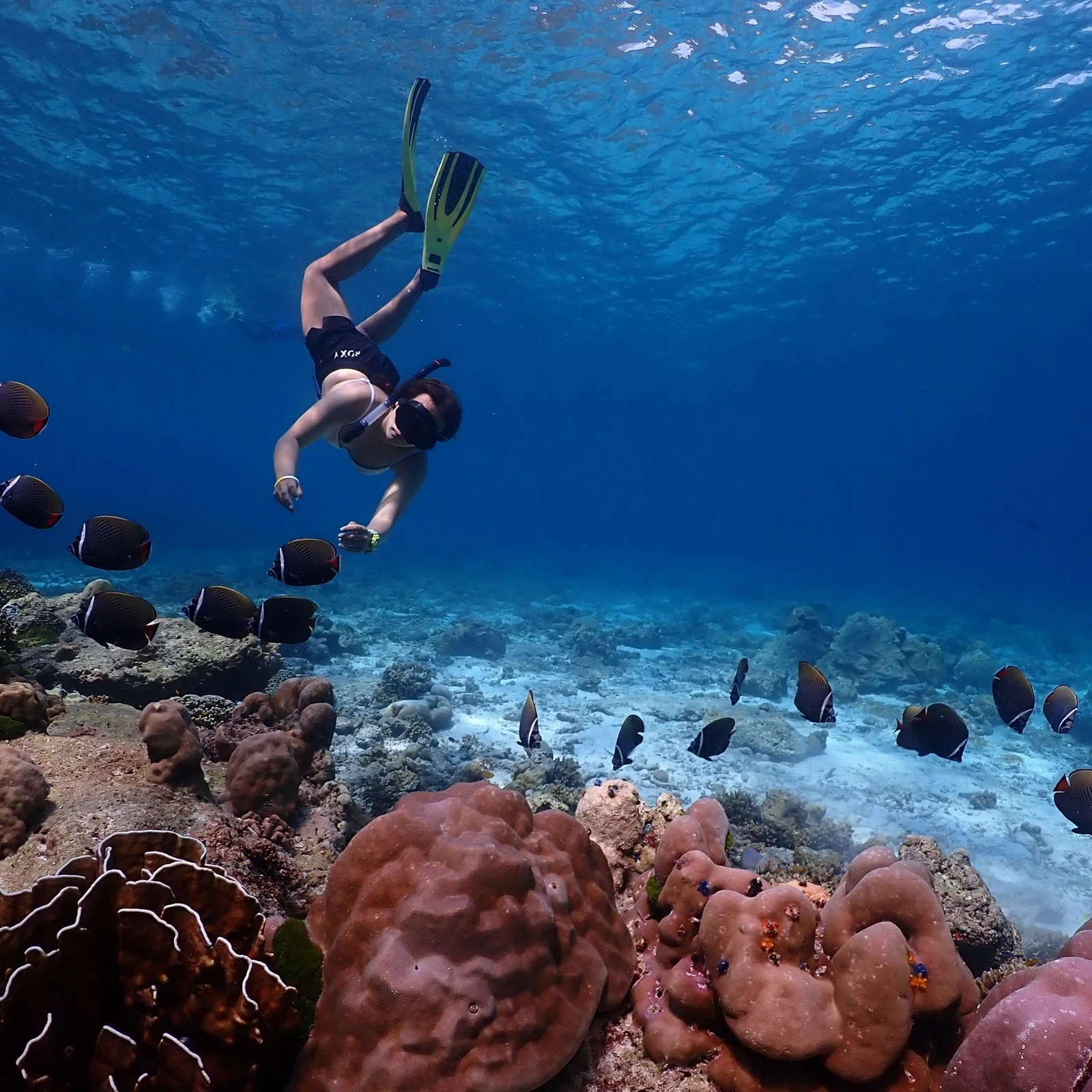 Îles Similan depuis Phuket : snorkeling et paysages marins
