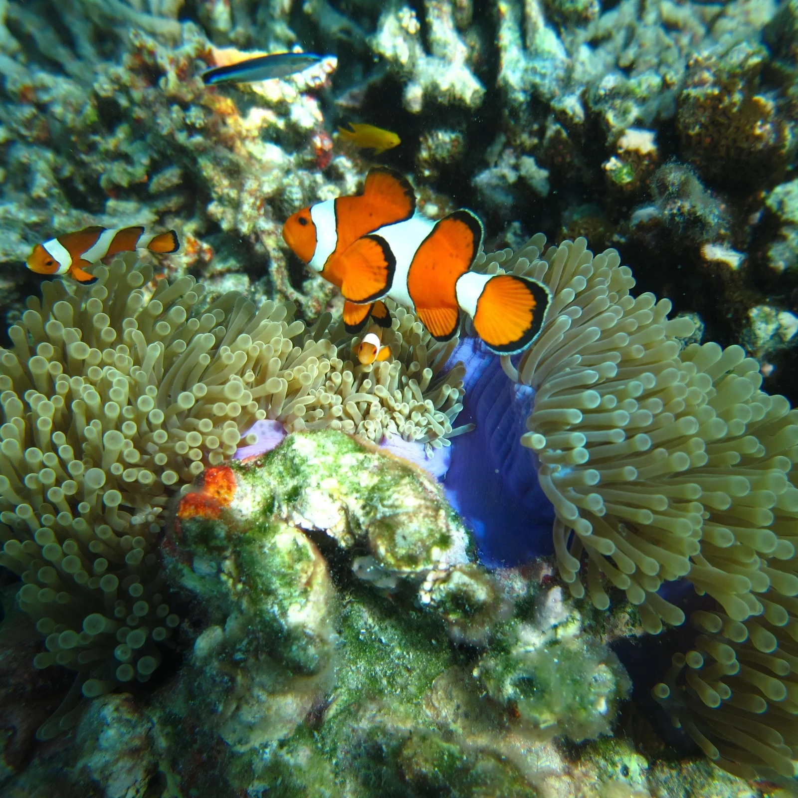 Îles Similan depuis Phuket : snorkeling et paysages marins
