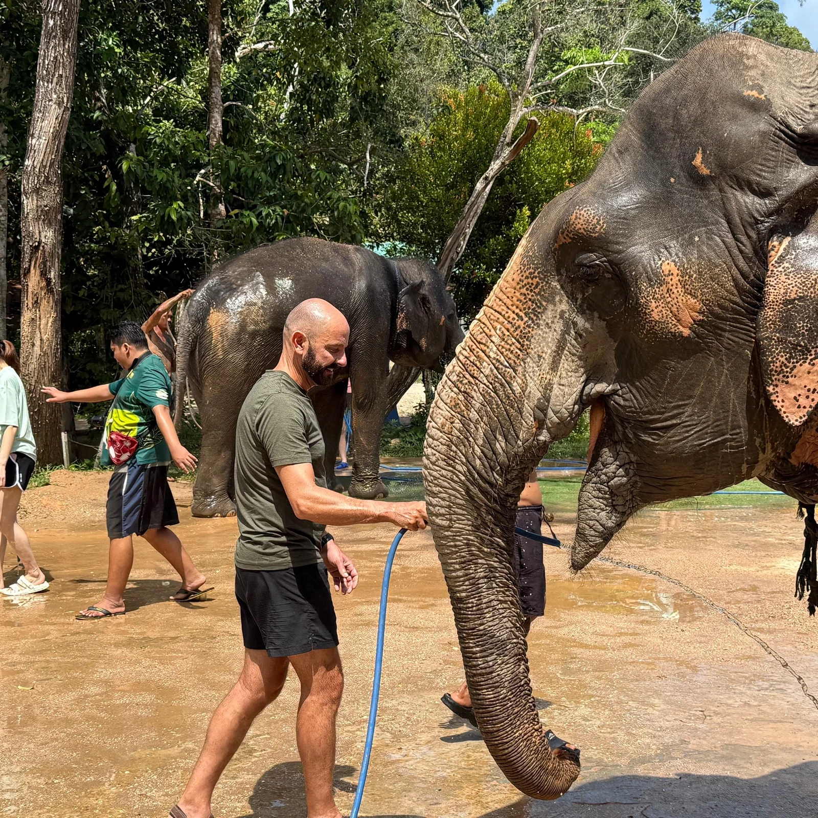 Programme Save & Care avec des éléphants à Phuket