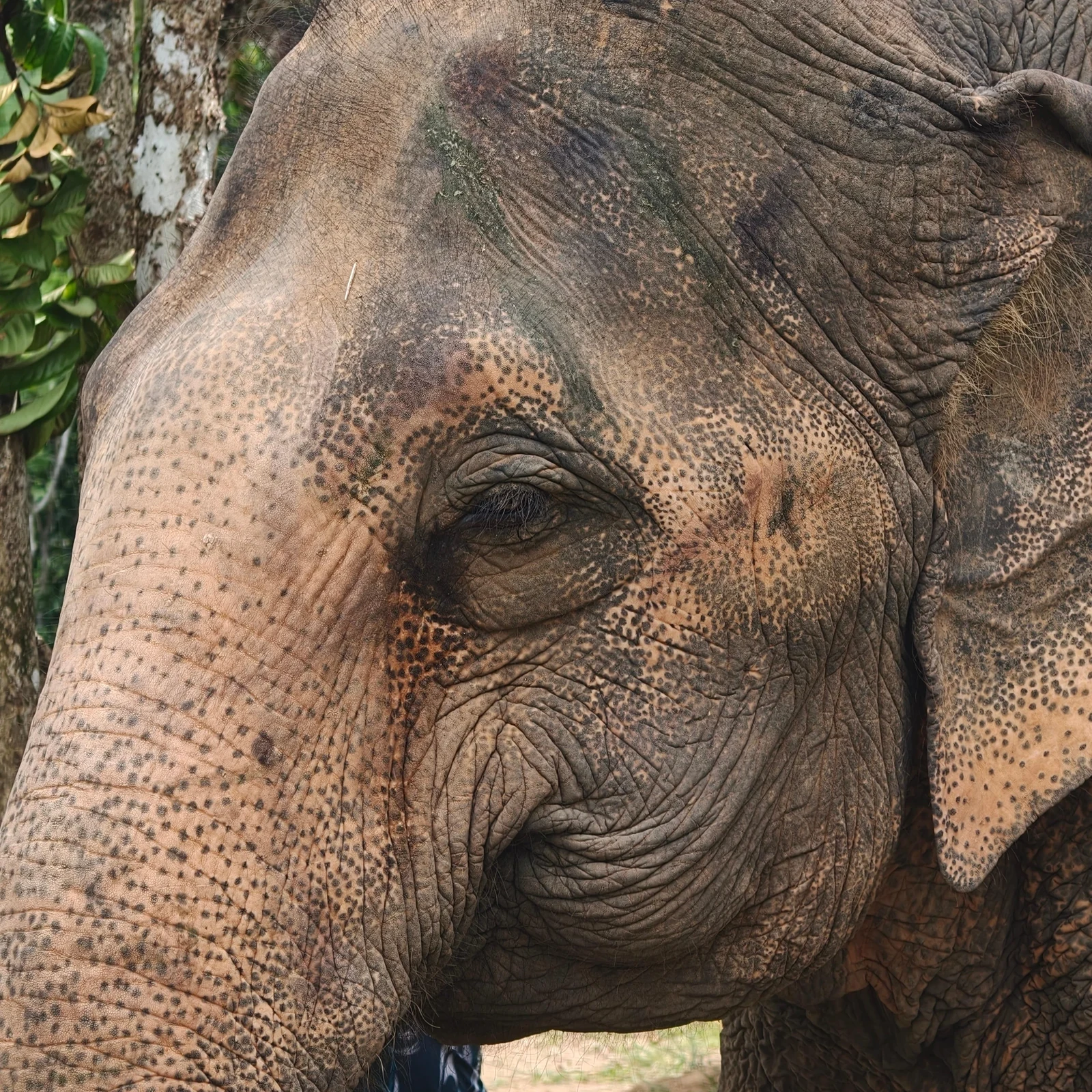 Aventure de 90 minutes à Phuket Elephant Nature Reserve