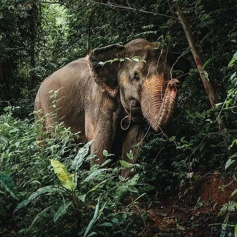 Observation des éléphants à Phuket Elephant Nature Reserve