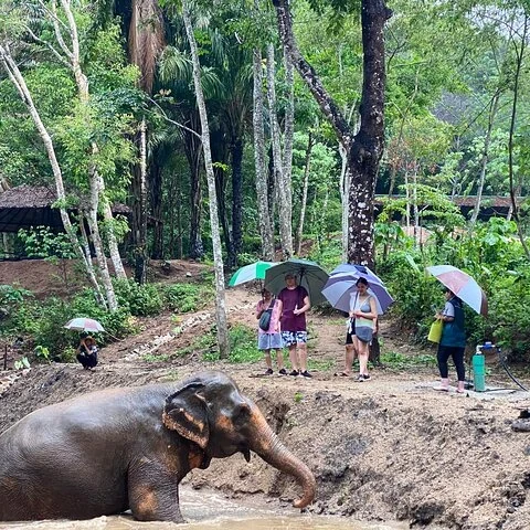 Observa elefantes en un entorno natural de Phuket