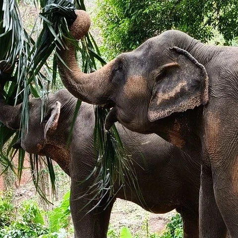 Observa elefantes en un entorno natural de Phuket