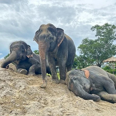 Promenade d’observation des éléphants à Phuket | Freedom Elephant Reserve