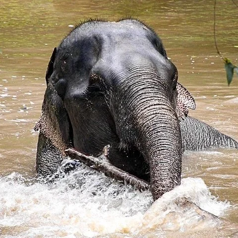 Visite de la passerelle du Phuket Elephant Sanctuary