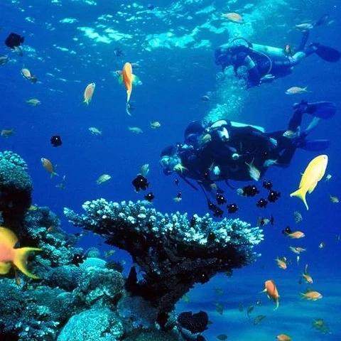 Découvrez la plongée avec deux immersions à Koh Racha Yai