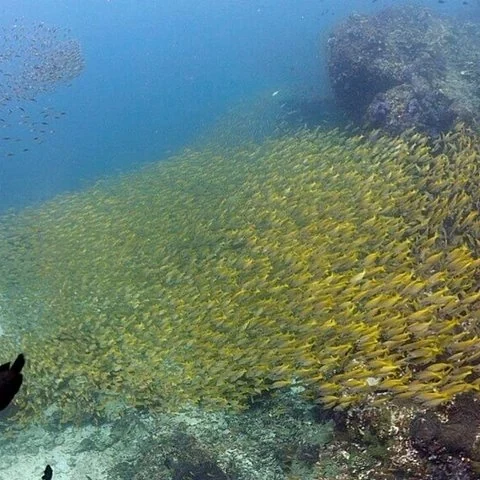 Plongée à Phuket à la journée avec 3 immersions