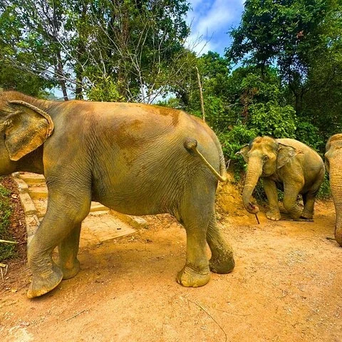 Réserve d’éléphants de la forêt cachée avec repas