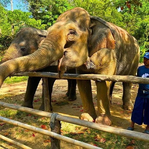 Meet four rescued elephants in Phuket’s forested hills
