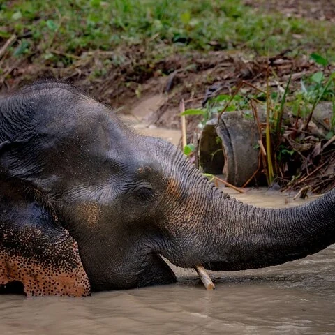Meet four rescued elephants in Phuket’s forested hills