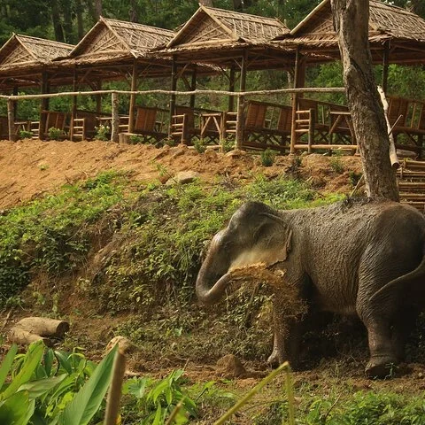 Meet four rescued elephants in Phuket’s forested hills