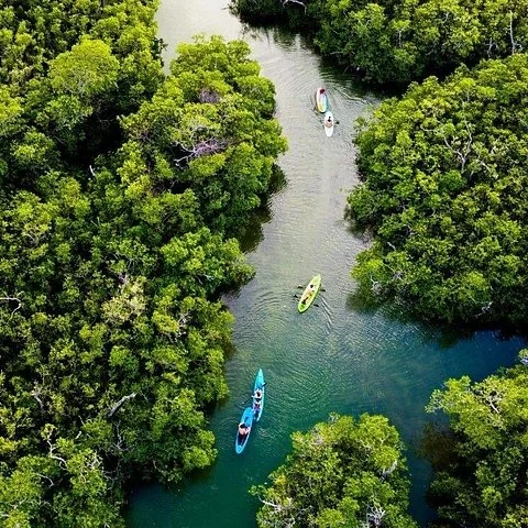 Explora en kayak los manglares de la Laguna Nichupté