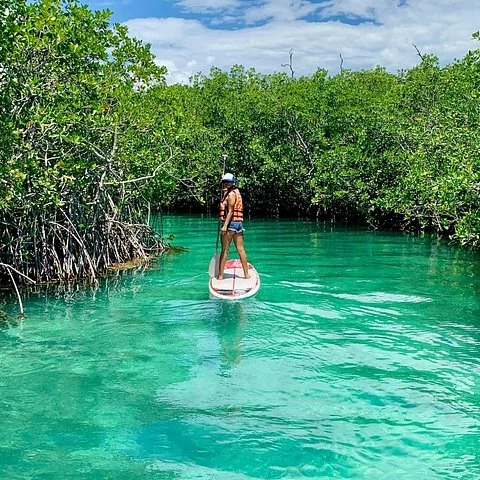 Explore Cancun's mangroves by kayak or paddleboard