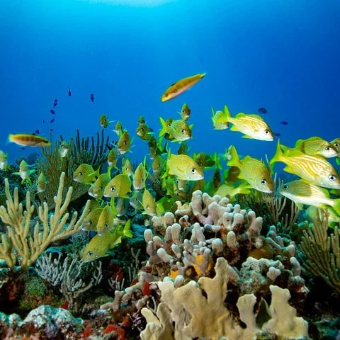 Découvrez la plongée à Puerto Morelos