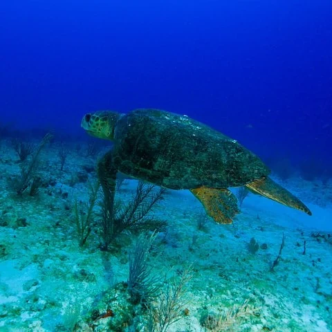 Découvrez la plongée à Puerto Morelos