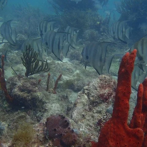 Essayez la plongée sur les récifs de Puerto Morelos