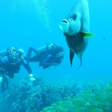Essayez la plongée sur les récifs de Puerto Morelos