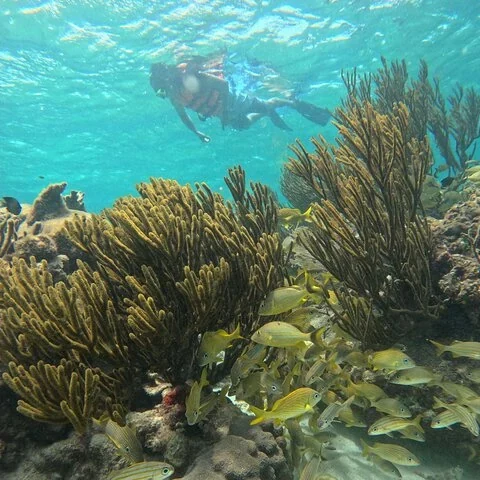 A short-format way to explore the Puerto Morelos reef