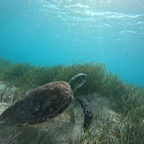 A short-format way to explore the Puerto Morelos reef