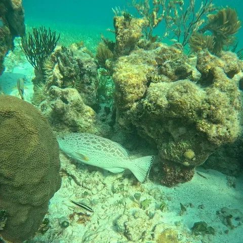 A short-format way to explore the Puerto Morelos reef