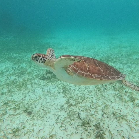 A short-format way to explore the Puerto Morelos reef