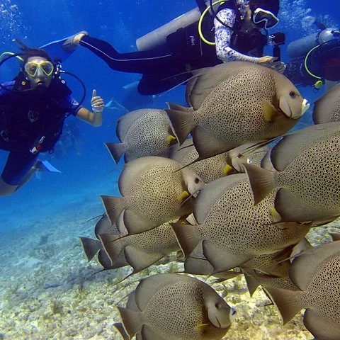 Tu primera experiencia de buceo entre esculturas y arrecife