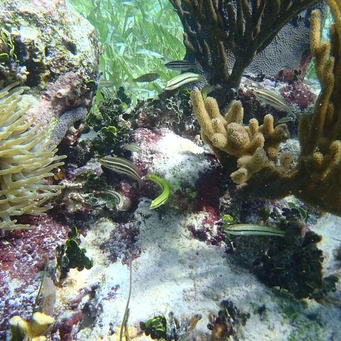 Explore the reef off Puerto Morelos with a group of up to 8